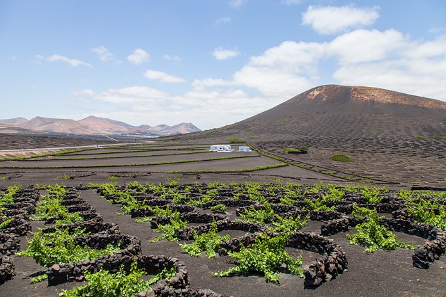 Experiencias nicas: Bodegas y cata de vinos en Lanzarote